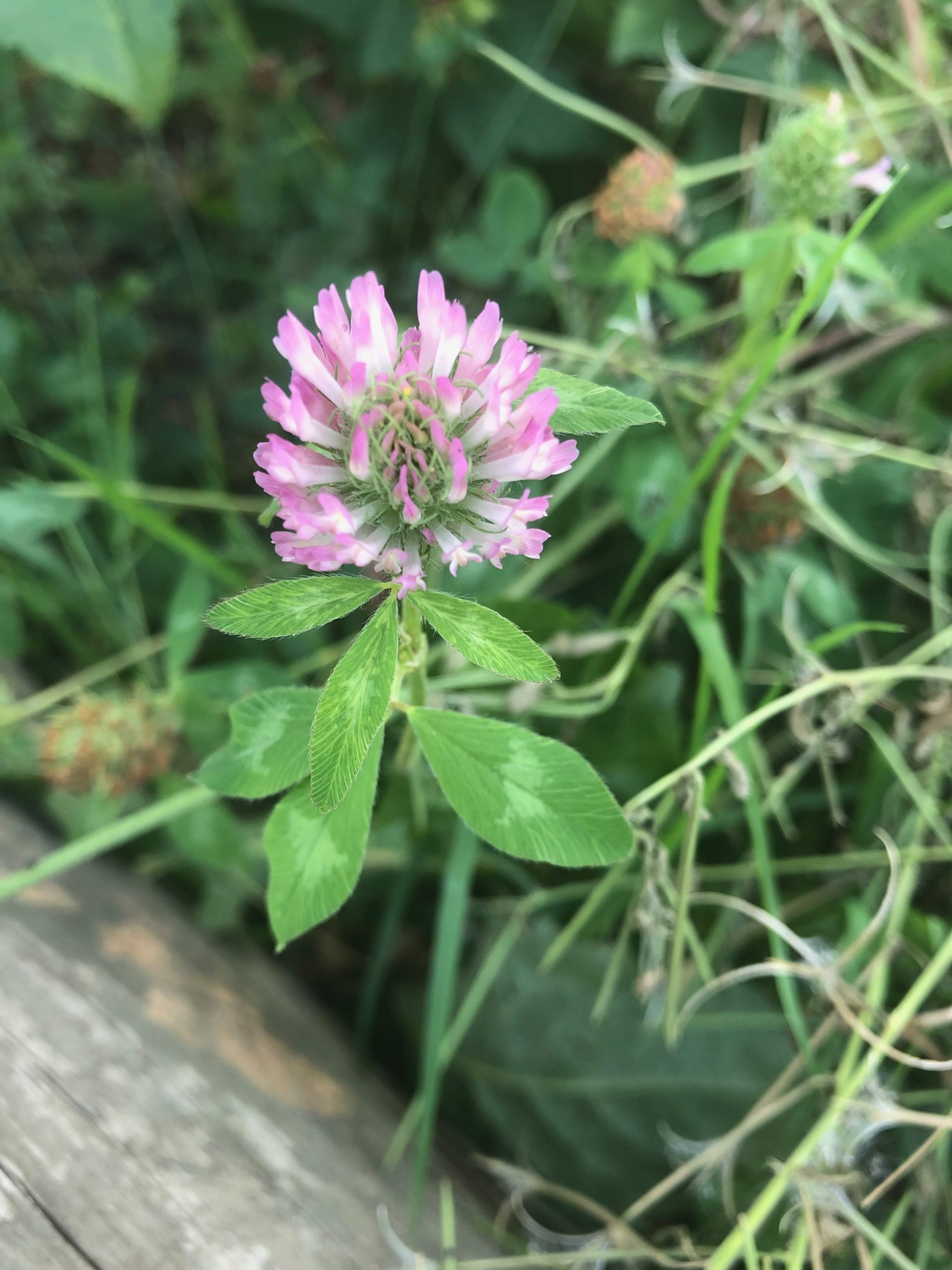 red-clover-extract-nadatodo